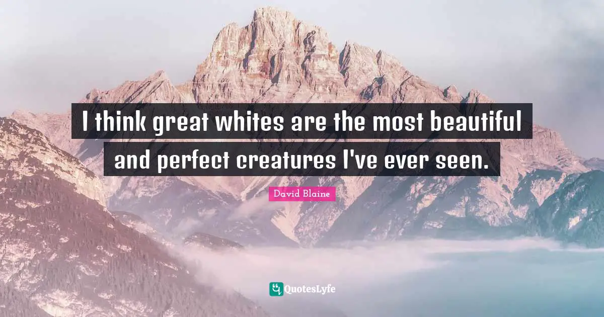 I think great whites are the most beautiful and perfect creatures I've ever seen.