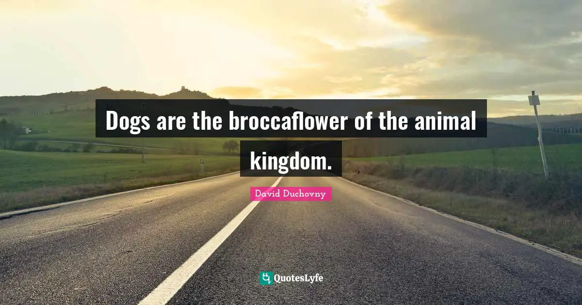 Dogs are the broccaflower of the animal kingdom.