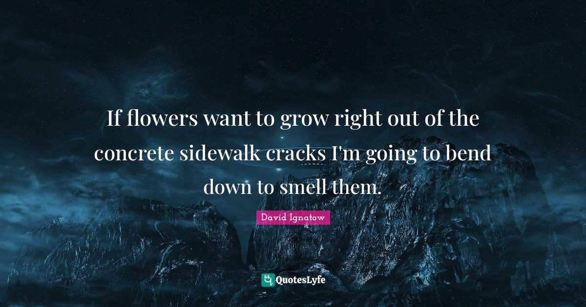 If flowers want to grow right out of the concrete sidewalk cracks I'm
