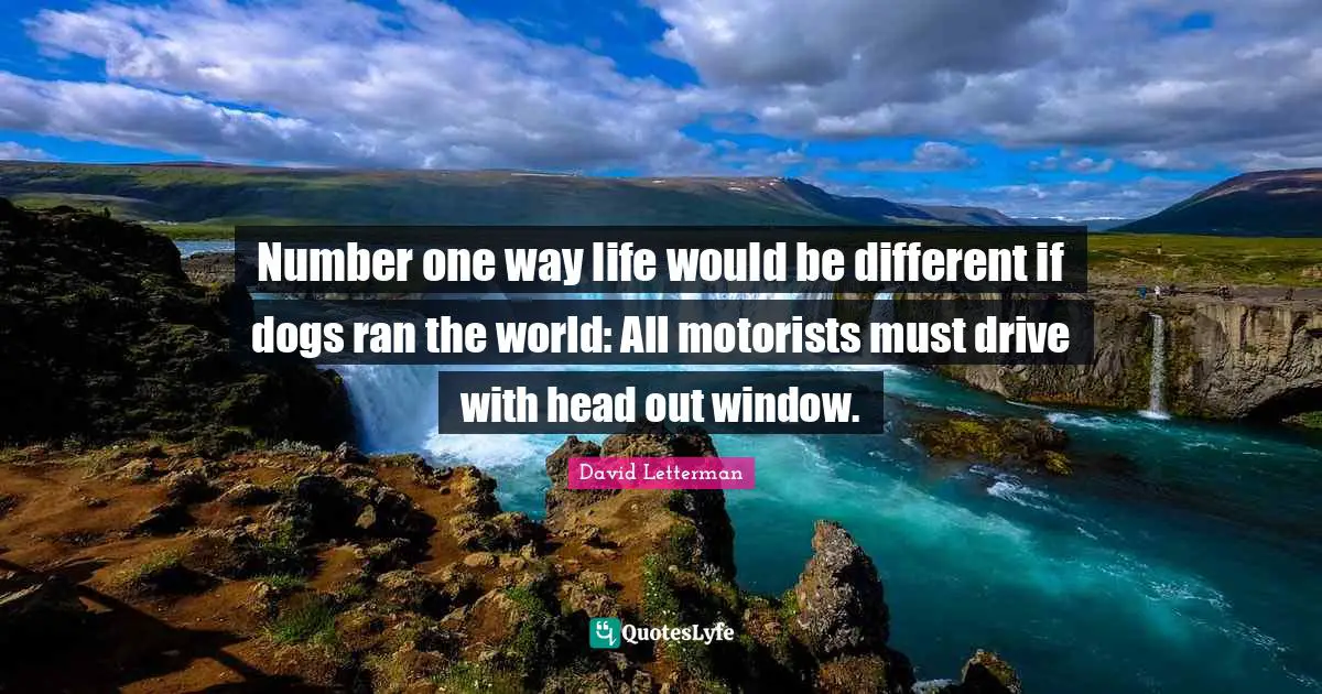 Number one way life would be different if dogs ran the world: All motorists must drive with head out window.
