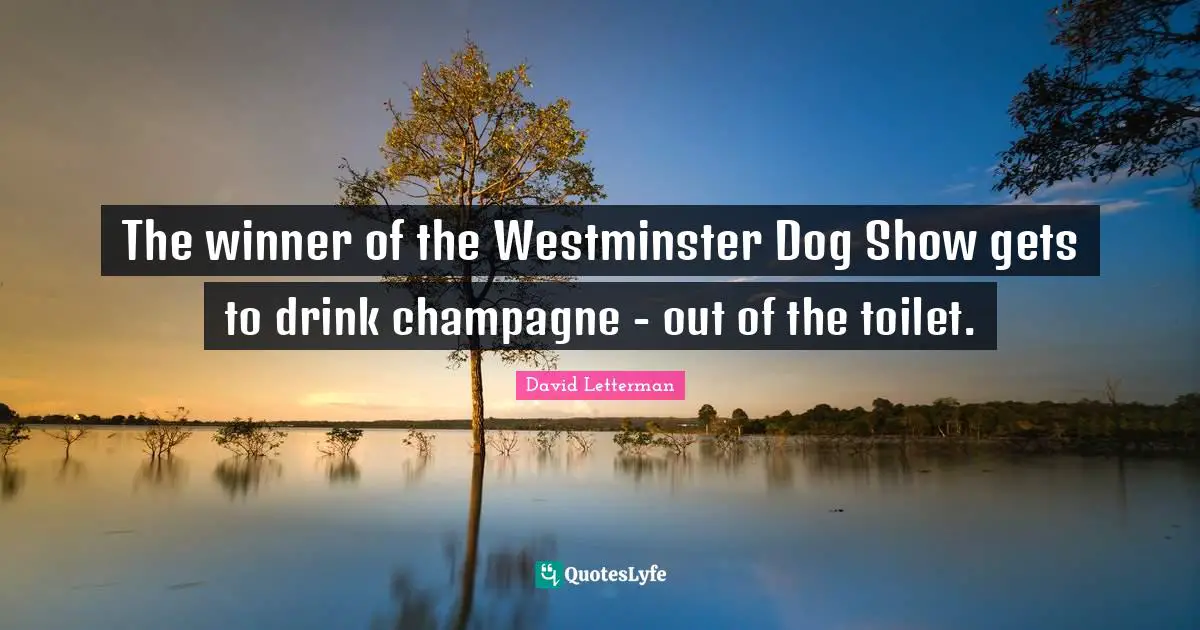 The winner of the Westminster Dog Show gets to drink champagne - out of the toilet.
