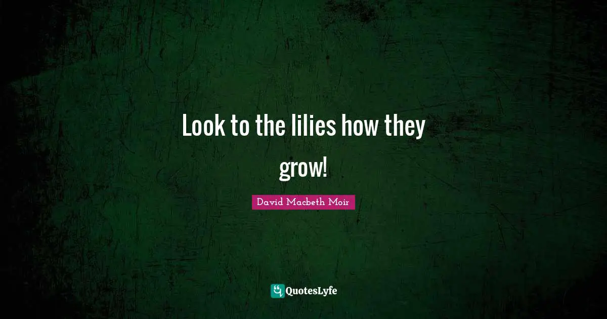 Look to the lilies how they grow!