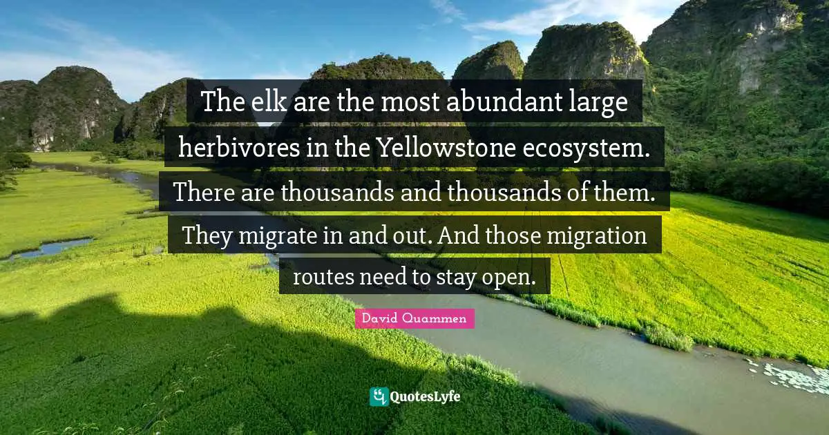 Ecosystems Quotes: "The elk are the most abundant large herbivores in the Yellowstone ecosystem. There are thousands and thousands of them. They migrate in and out. And those migration routes need to stay open."