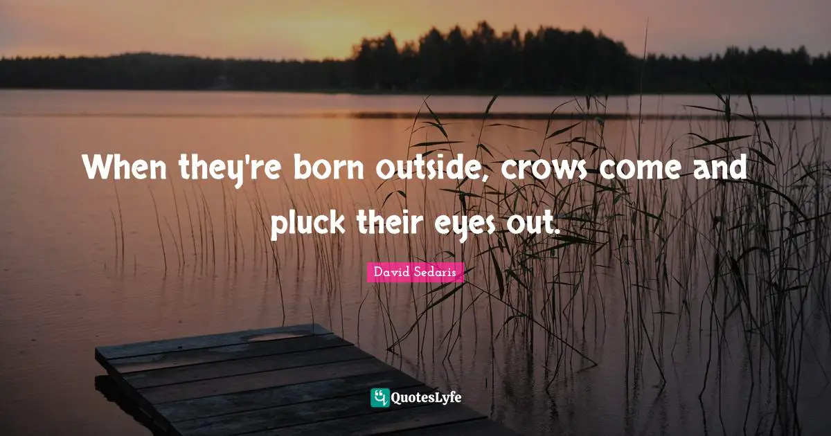 When they're born outside, crows come and pluck their eyes out.