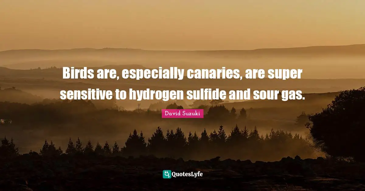 David Suzuki Quotes: "Birds are, especially canaries, are super sensitive to hydrogen sulfide and sour gas."