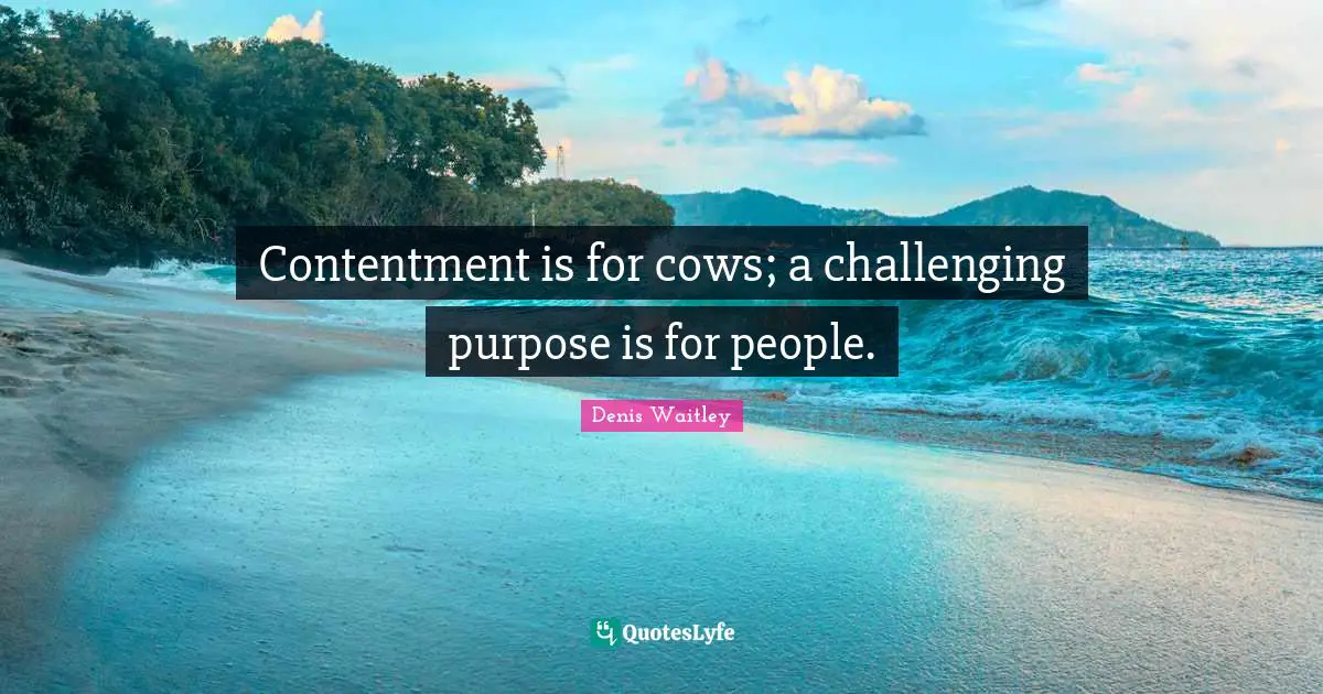 Denis Waitley Quotes: "Contentment is for cows; a challenging purpose is for people."