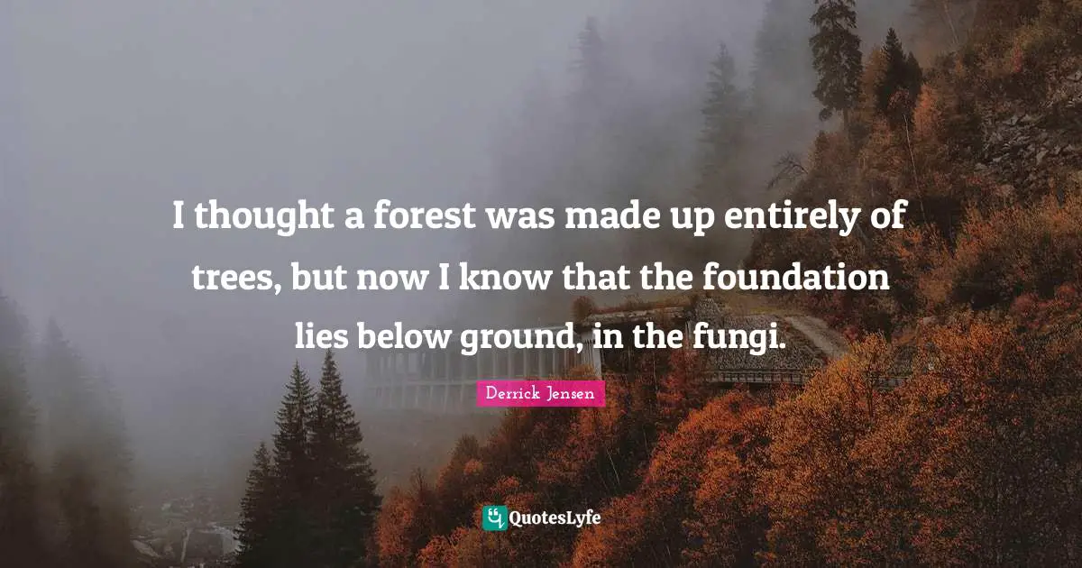 I thought a forest was made up entirely of trees, but now I know that the foundation lies below ground, in the fungi.