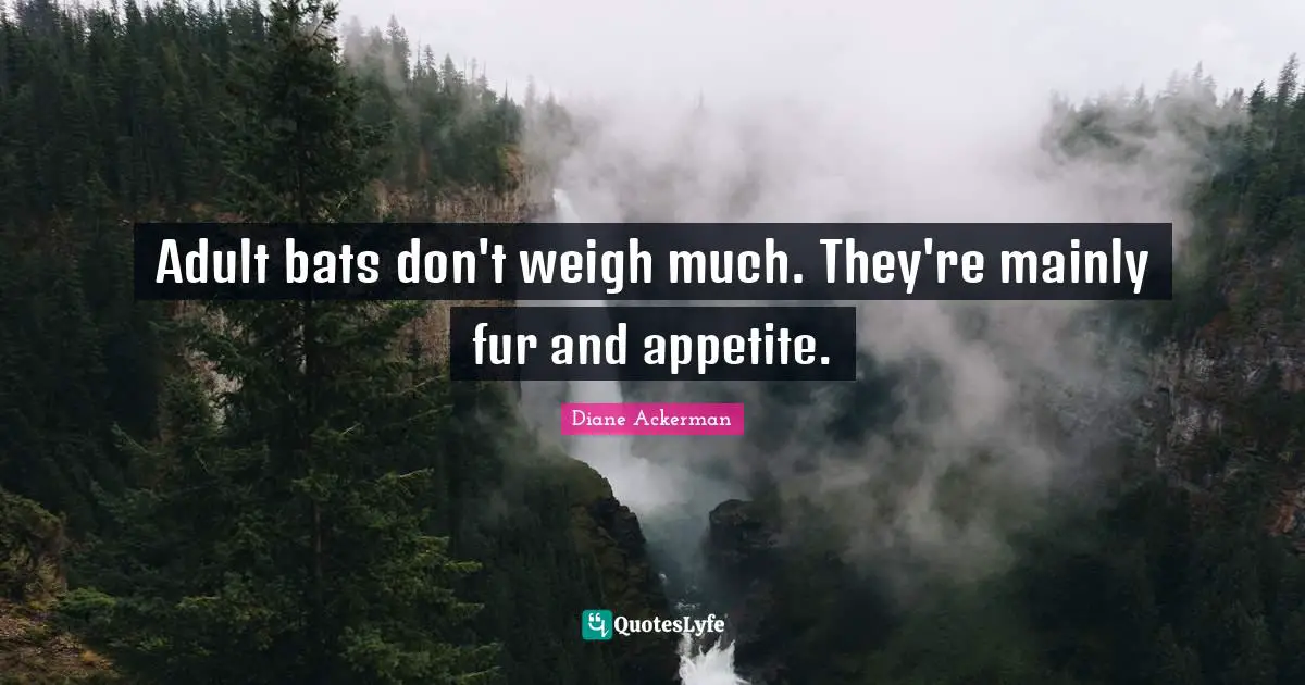 Adult bats don't weigh much. They're mainly fur and appetite.