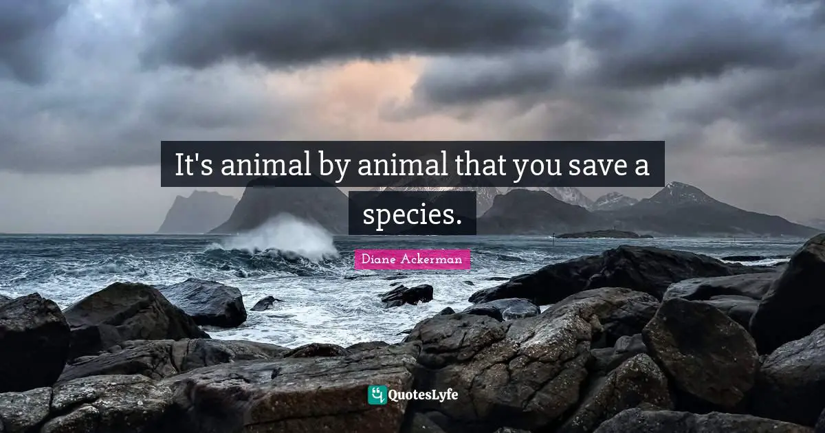 It's animal by animal that you save a species.