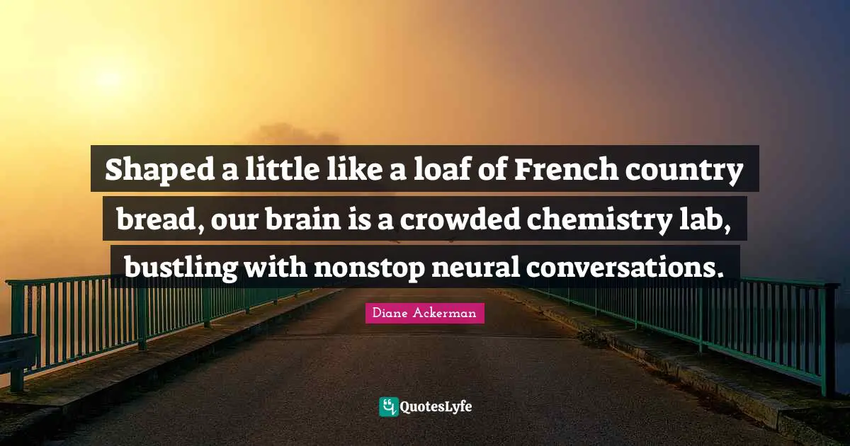 Shaped a little like a loaf of French country bread, our brain is a crowded chemistry lab, bustling with nonstop neural conversations.