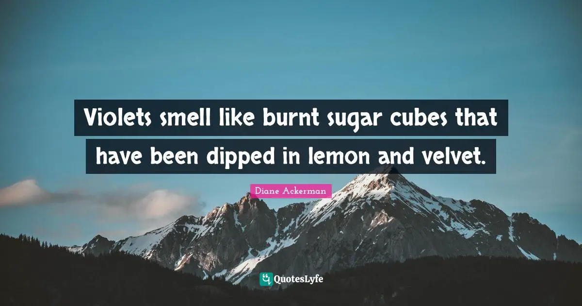 Violets smell like burnt sugar cubes that have been dipped in lemon and velvet.