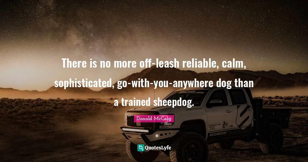 There is no more off-leash reliable, calm, sophisticated, go-with-you-anywhere dog than a trained sheepdog.
