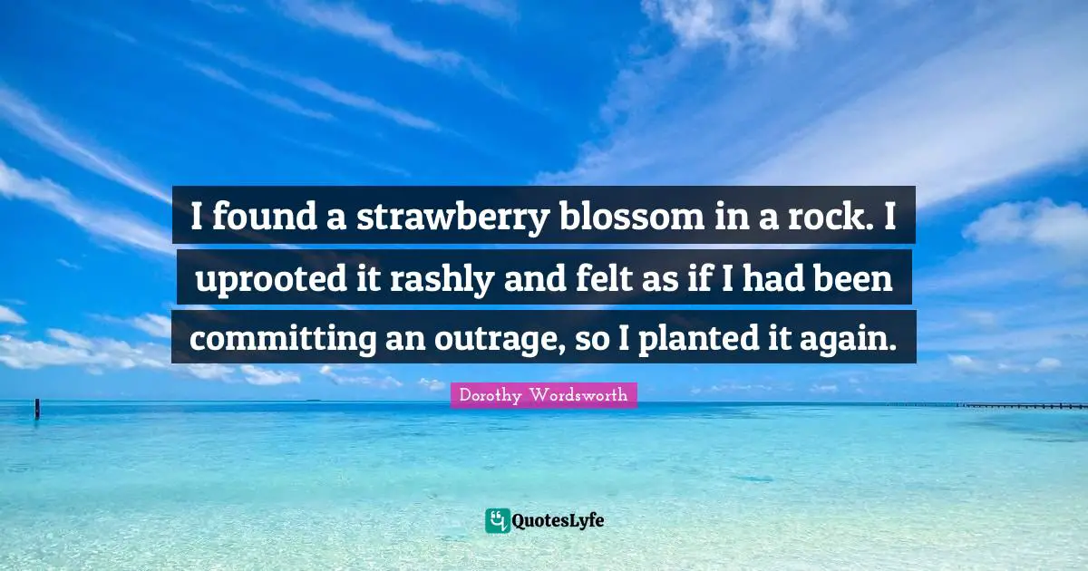 I found a strawberry blossom in a rock. I uprooted it rashly and felt as if I had been committing an outrage, so I planted it again.