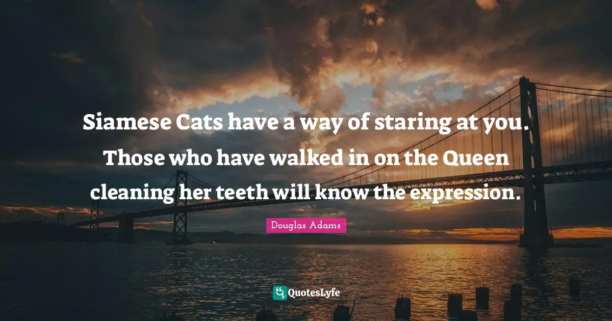 Siamese Cats have a way of staring at you. Those who have walked in on the Queen cleaning her teeth will know the expression.