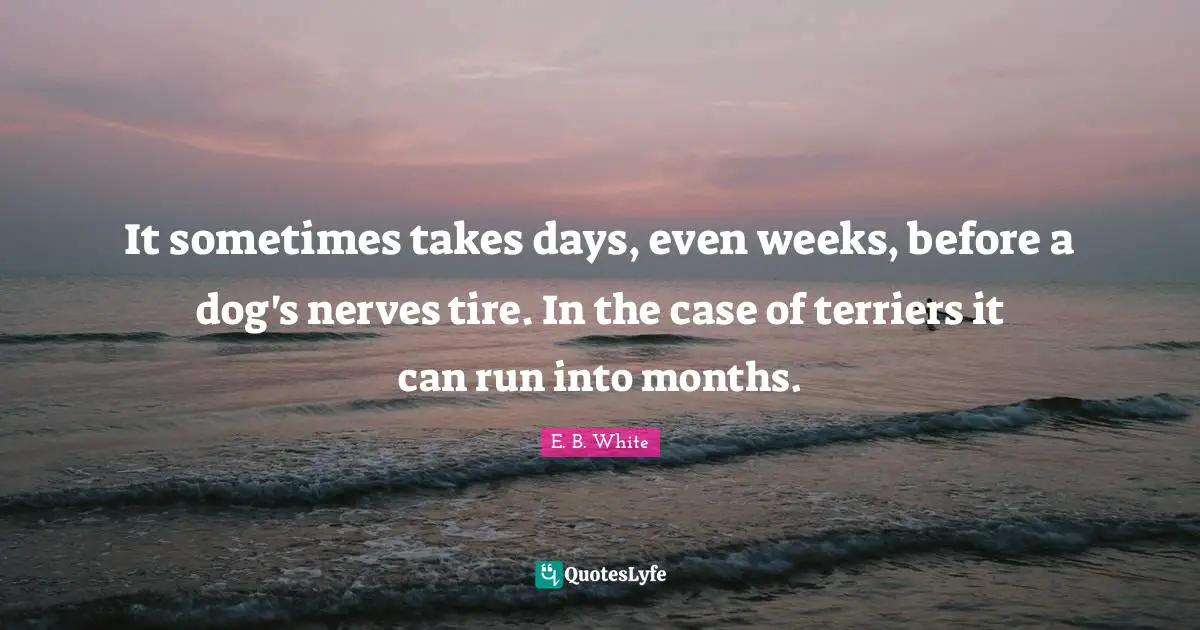 It sometimes takes days, even weeks, before a dog's nerves tire. In the case of terriers it can run into months.