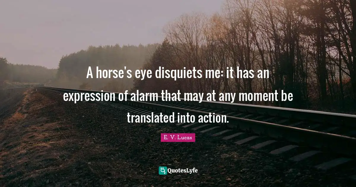 A horse's eye disquiets me: it has an expression of alarm that may at any moment be translated into action.