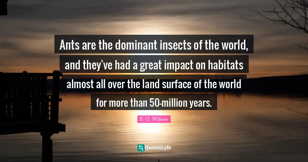 Ants are the dominant insects of the world, and they've had a great impact on habitats almost all over the land surface of the world for more than 50-million years.