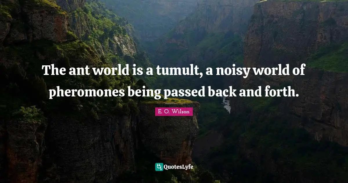 Back And Forth Quotes: "The ant world is a tumult, a noisy world of pheromones being passed back and forth."