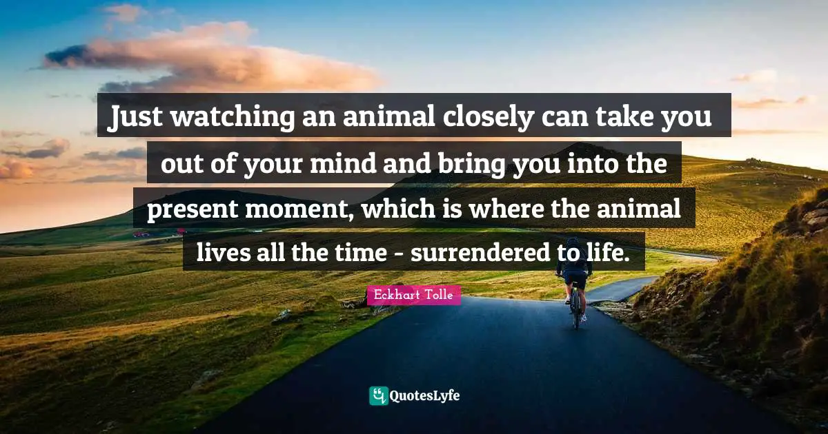 Just watching an animal closely can take you out of your mind and bring you into the present moment, which is where the animal lives all the time - surrendered to life.