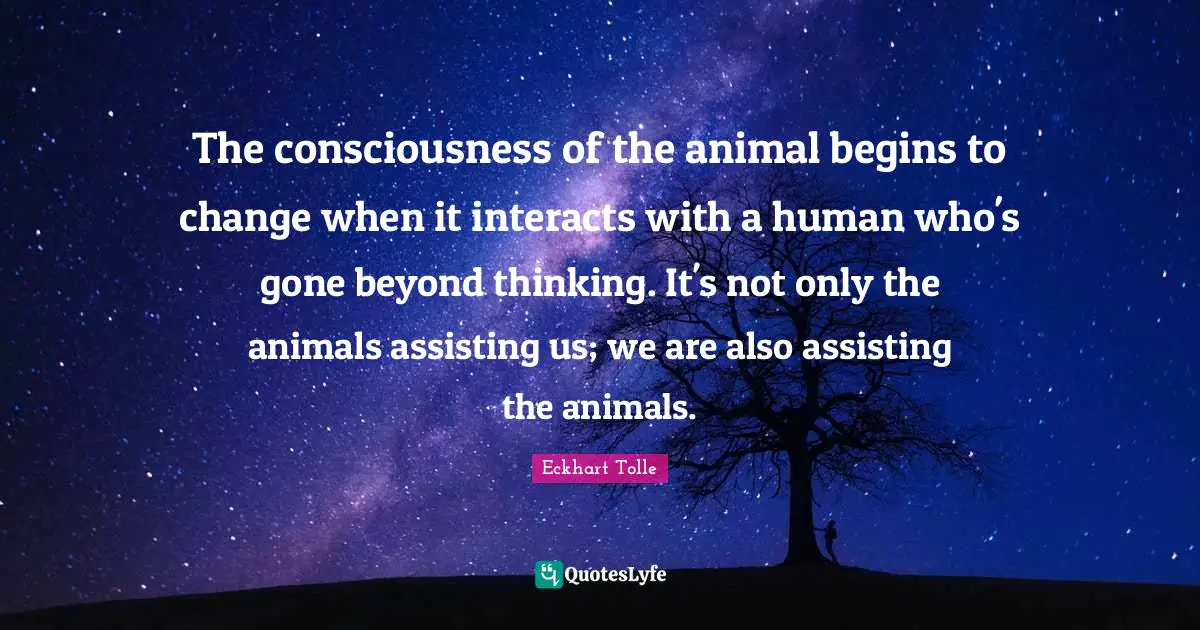 The consciousness of the animal begins to change when it interacts with a human who's gone beyond thinking. It's not only the animals assisting us; we are also assisting the animals.