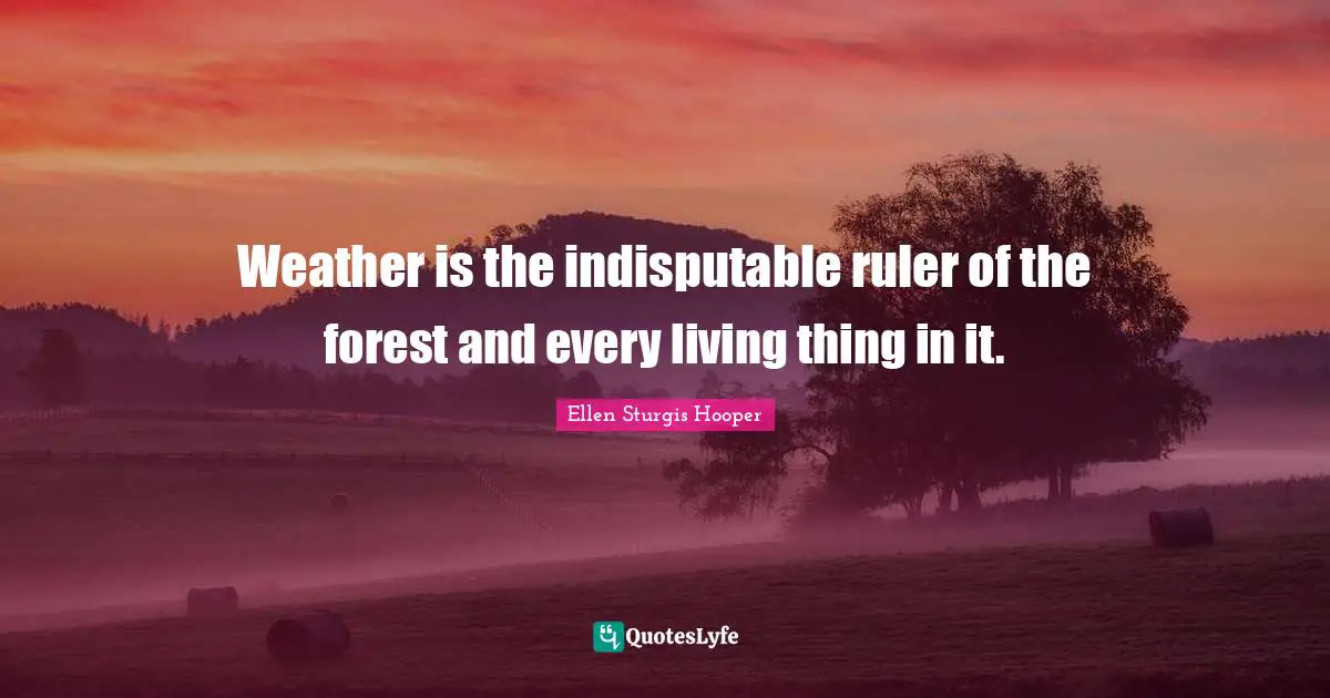 Weather is the indisputable ruler of the forest and every living thing in it.