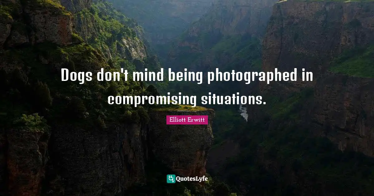 Dogs don't mind being photographed in compromising situations.