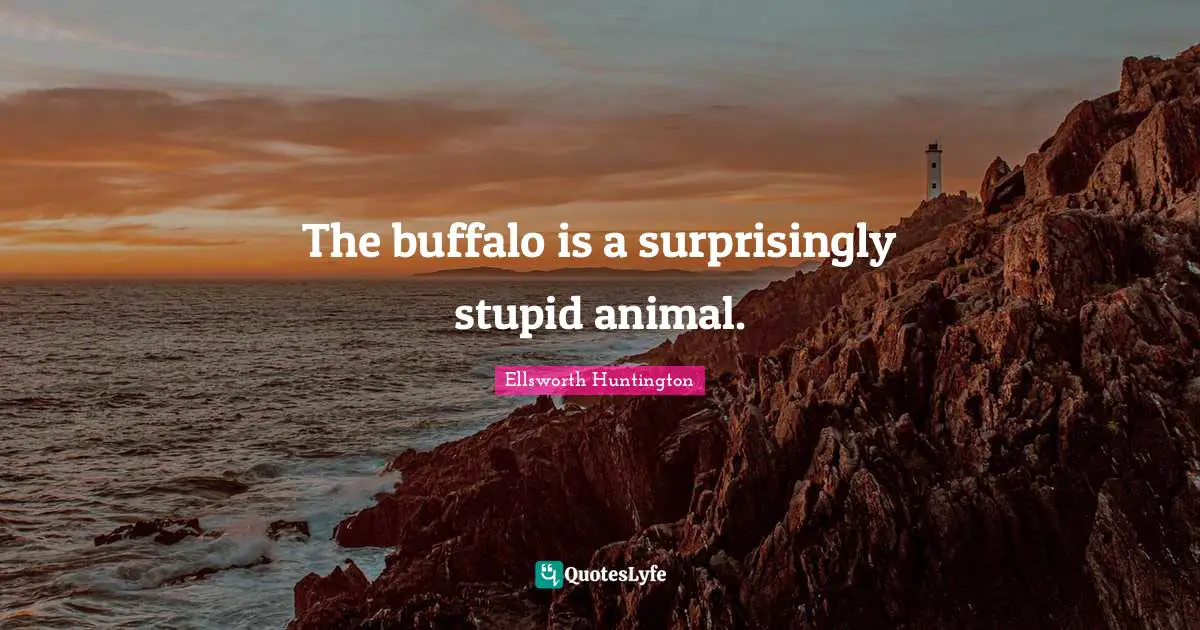 The buffalo is a surprisingly stupid animal.