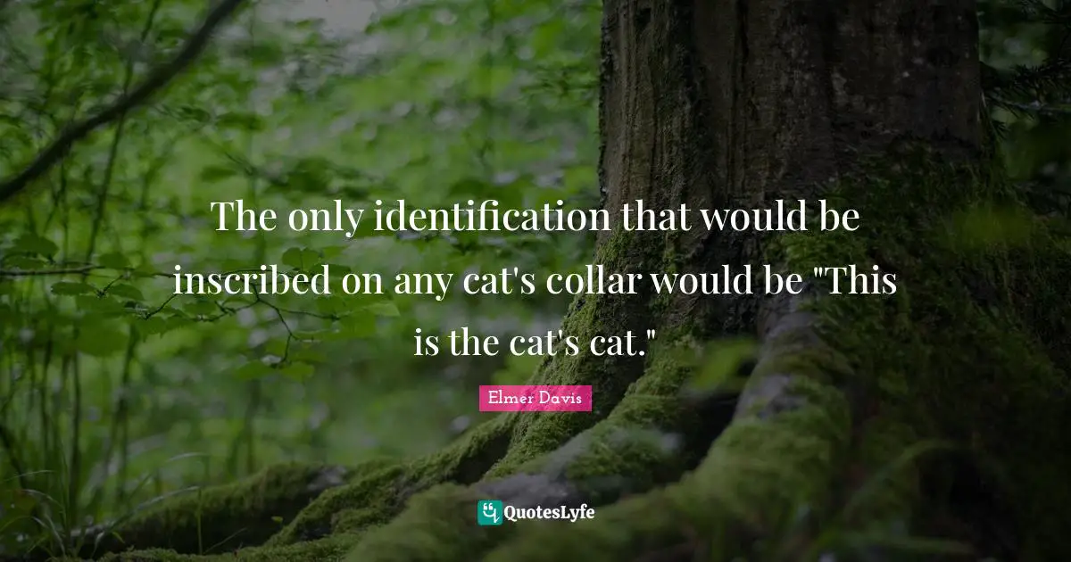 The only identification that would be inscribed on any cat's collar would be "This is the cat's cat."