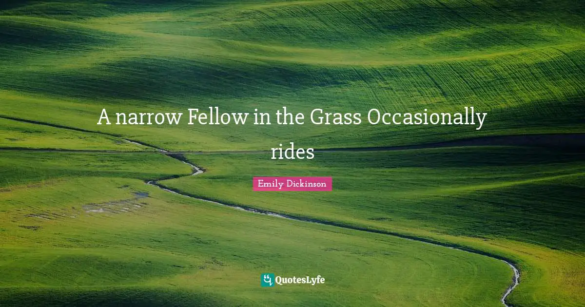 A narrow Fellow in the Grass Occasionally rides