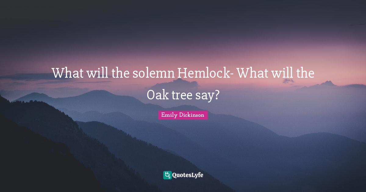 Hemlock Quotes: "What will the solemn Hemlock- What will the Oak tree say?"