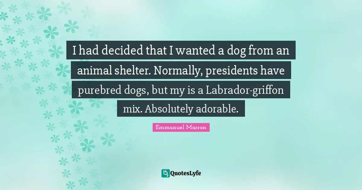 I had decided that I wanted a dog from an animal shelter. Normally, presidents have purebred dogs, but my is a Labrador-griffon mix. Absolutely adorable.