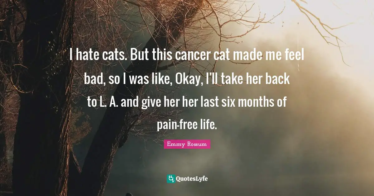 I hate cats. But this cancer cat made me feel bad, so I was like, Okay, I'll take her back to L. A. and give her her last six months of pain-free life.