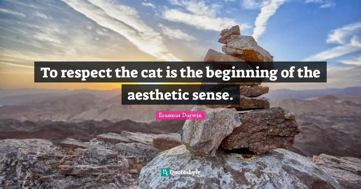 To respect the cat is the beginning of the aesthetic sense.