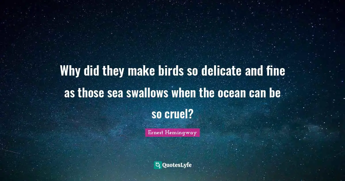 Why did they make birds so delicate and fine as those sea swallows when the ocean can be so cruel?