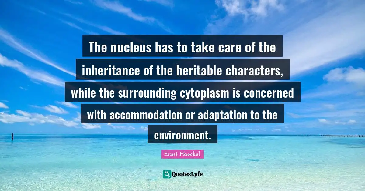 The nucleus has to take care of the inheritance of the heritable characters, while the surrounding cytoplasm is concerned with accommodation or adaptation to the environment.