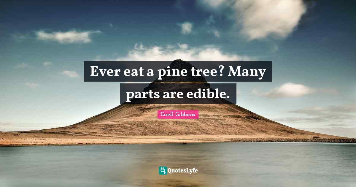Ever eat a pine tree? Many parts are edible.... Quote by Euell Gibbons