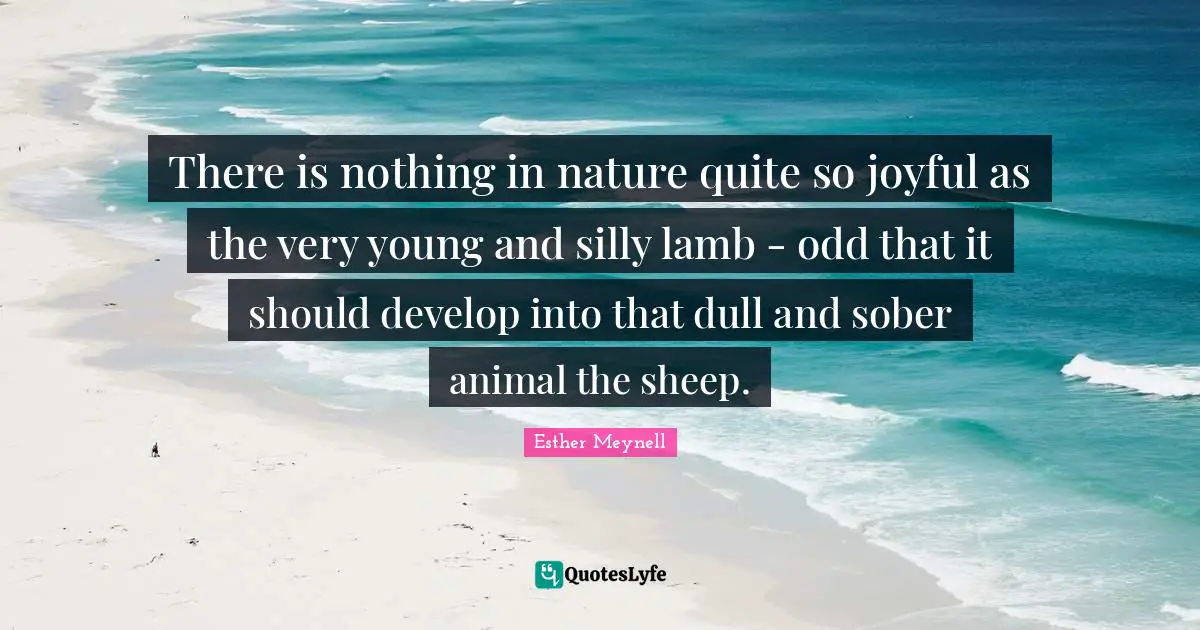 There is nothing in nature quite so joyful as the very young and silly lamb - odd that it should develop into that dull and sober animal the sheep.