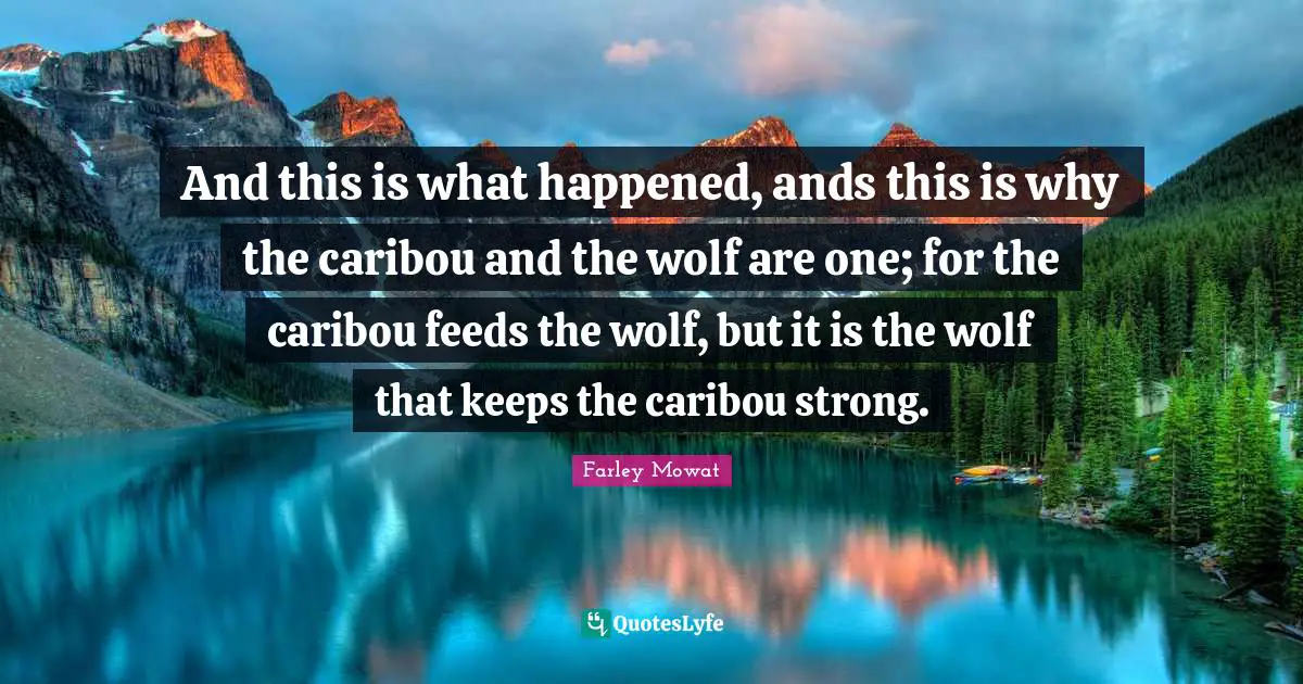 Farley Mowat Quotes: "And this is what happened, ands this is why the caribou and the wolf are one; for the caribou feeds the wolf, but it is the wolf that keeps the caribou strong."