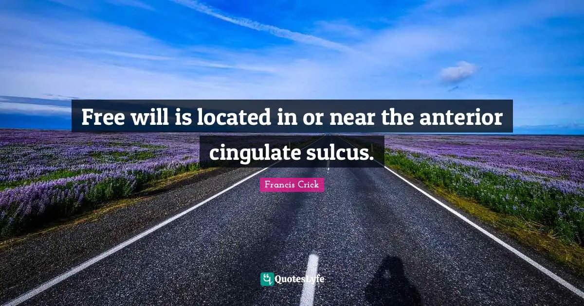 Francis Crick Quotes: "Free will is located in or near the anterior cingulate sulcus."