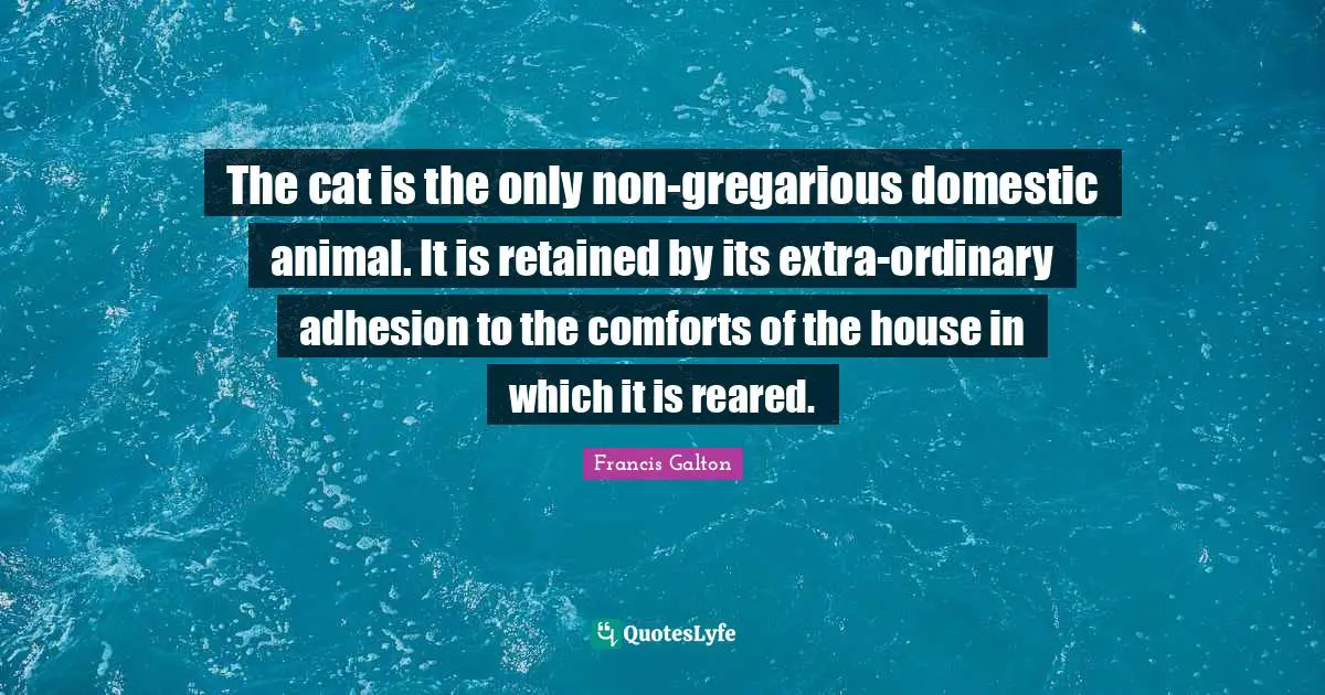 The cat is the only non-gregarious domestic animal. It is retained by its extra-ordinary adhesion to the comforts of the house in which it is reared.