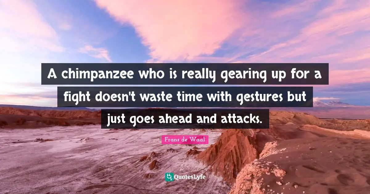 A chimpanzee who is really gearing up for a fight doesn't waste time with gestures but just goes ahead and attacks.