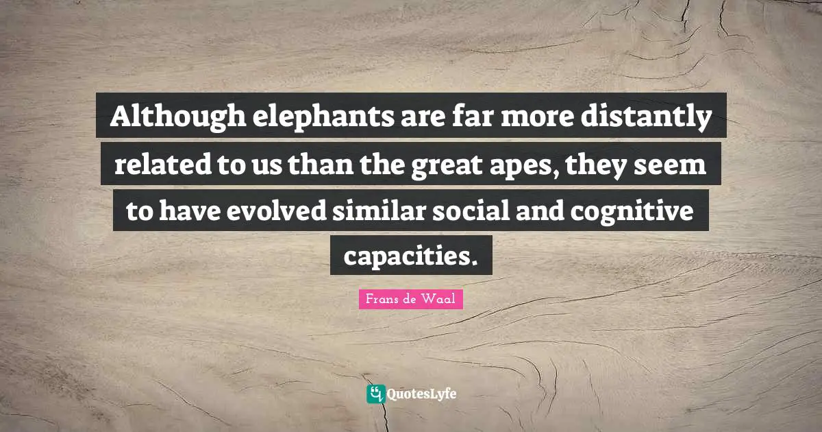 Although elephants are far more distantly related to us than the great apes, they seem to have evolved similar social and cognitive capacities.