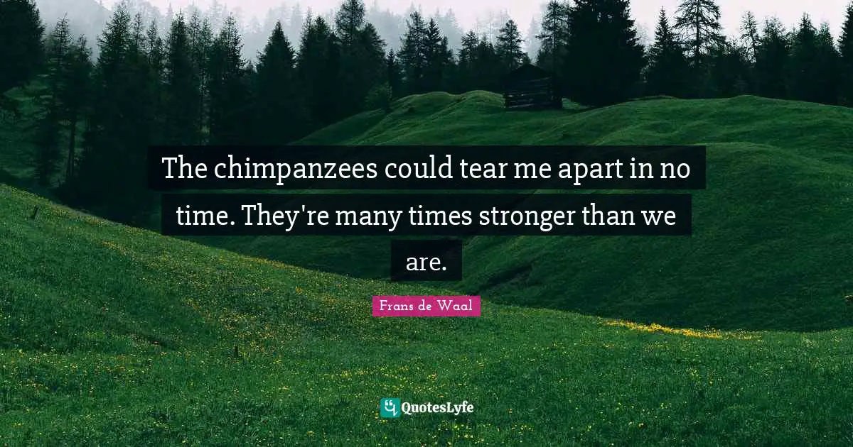 The chimpanzees could tear me apart in no time. They're many times stronger than we are.