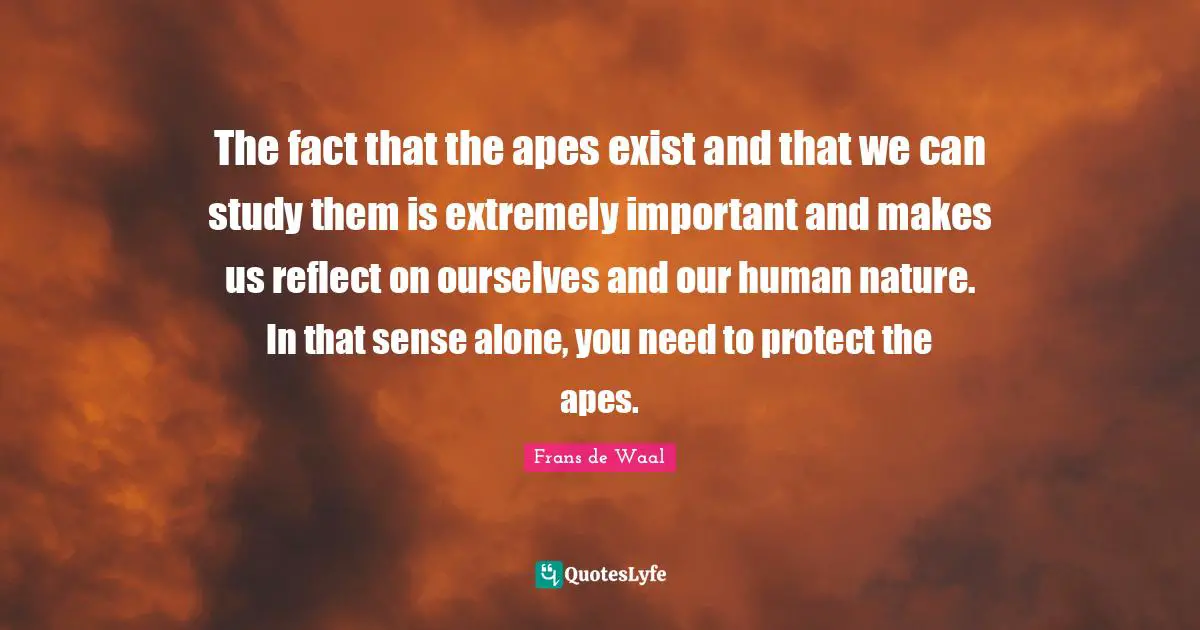 The fact that the apes exist and that we can study them is extremely important and makes us reflect on ourselves and our human nature. In that sense alone, you need to protect the apes.
