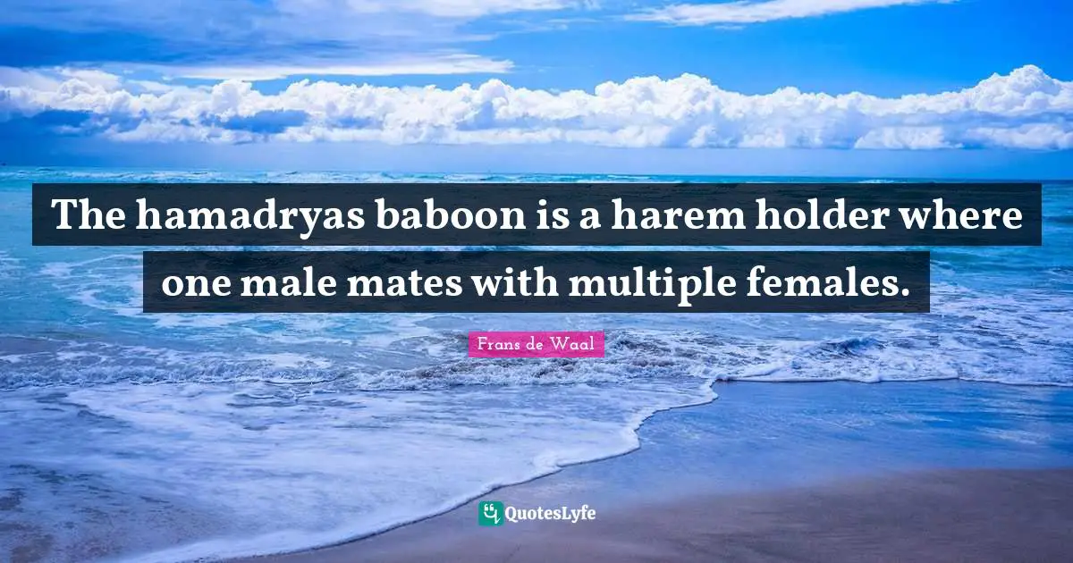 The hamadryas baboon is a harem holder where one male mates with multiple females.