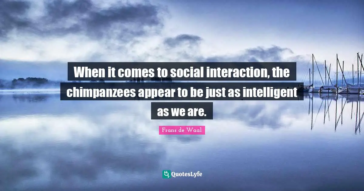 When it comes to social interaction, the chimpanzees appear to be just as intelligent as we are.