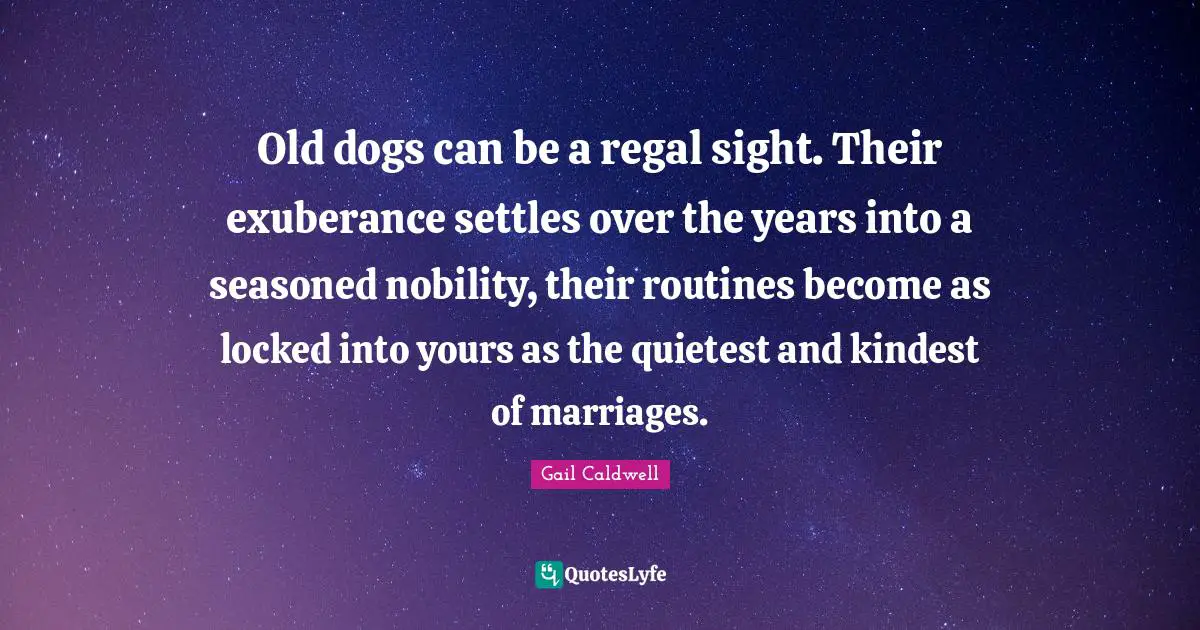 Old dogs can be a regal sight. Their exuberance settles over the years into a seasoned nobility, their routines become as locked into yours as the quietest and kindest of marriages.