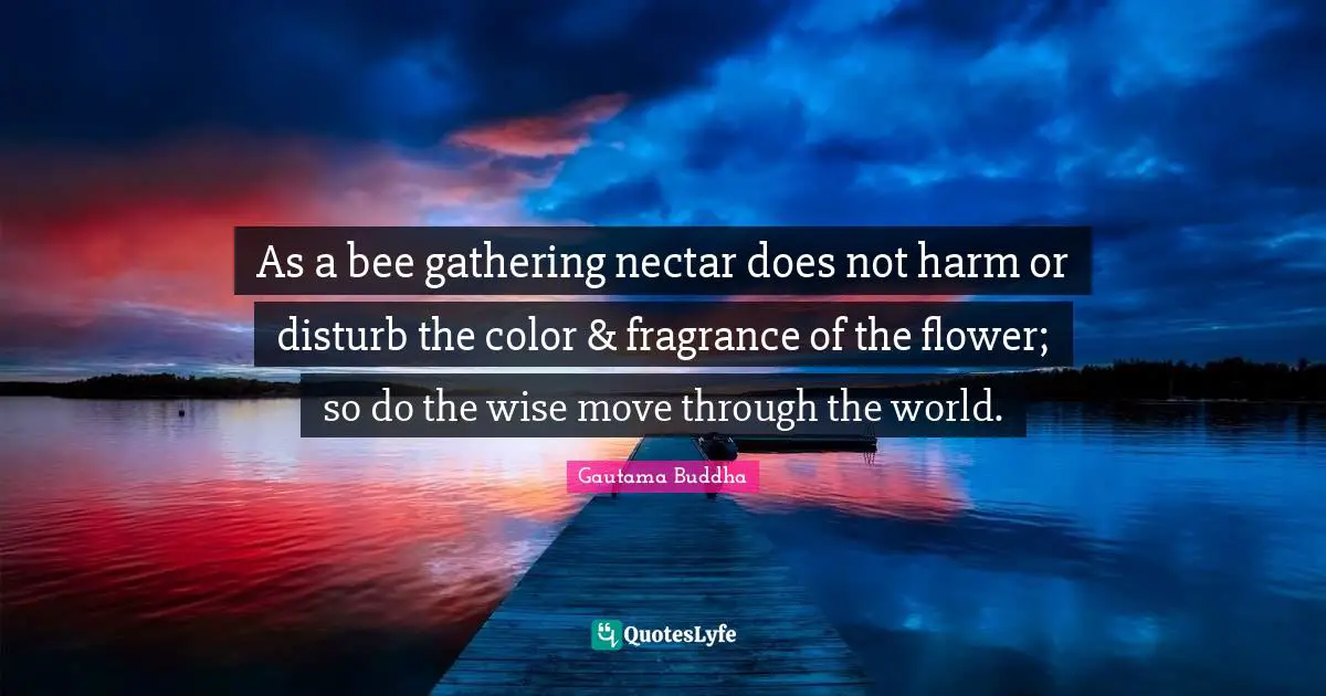 As a bee gathering nectar does not harm or disturb the color & fragrance of the flower; so do the wise move through the world.