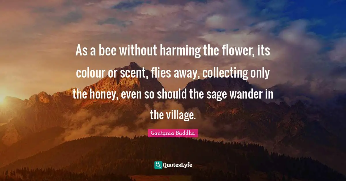 Honey Quotes: "As a bee without harming the flower, its colour or scent, flies away, collecting only the honey, even so should the sage wander in the village."