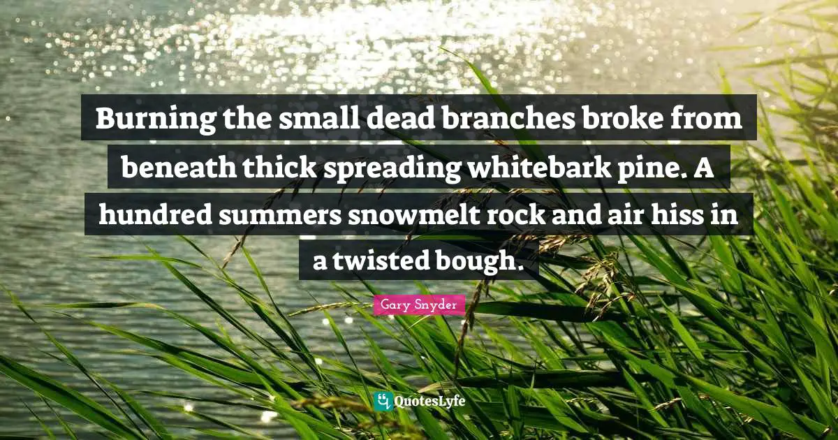 Burning the small dead branches broke from beneath thick spreading whitebark pine. A hundred summers snowmelt rock and air hiss in a twisted bough.